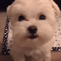 Happy Smile GIF - Happy Smile Dog GIFs