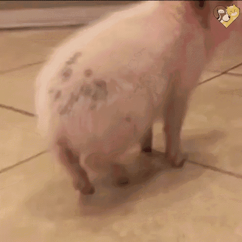 Piglet Wag GIF - Piglet Wag Tail GIFs