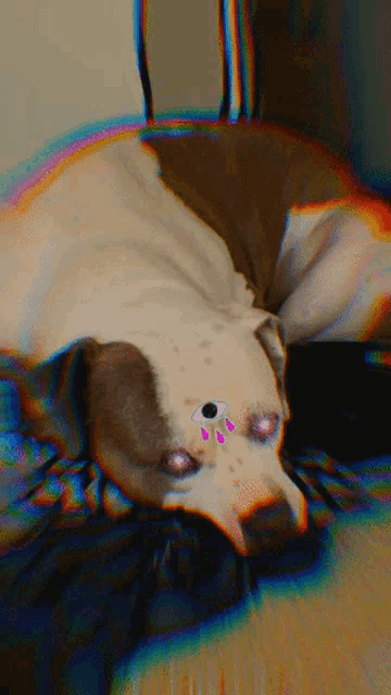 Stay A Wake Dog GIF - Stay A Wake Dog Third Eye GIFs