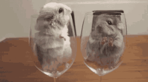 two hamsters are sitting inside of wine glasses on a table .