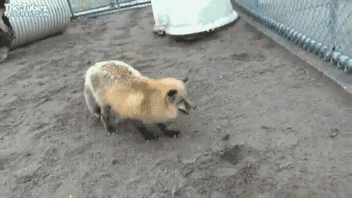 Fox Excited GIF - Fox Excited Jump GIFs
