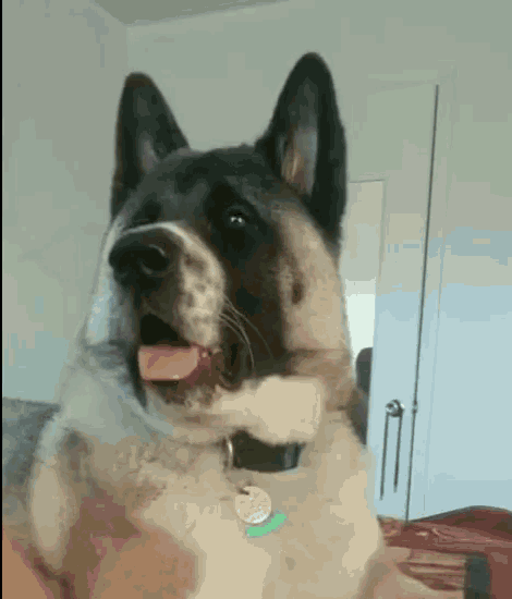 Confused Funny GIF - Confused Funny Animal GIFs