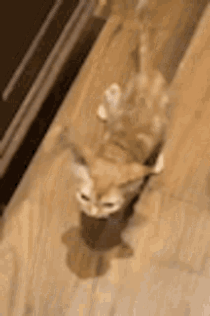 a close up of a cat laying on a wooden table .