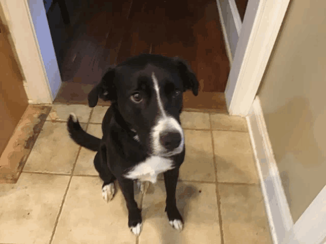 a black and white dog is sitting on a tiled floor