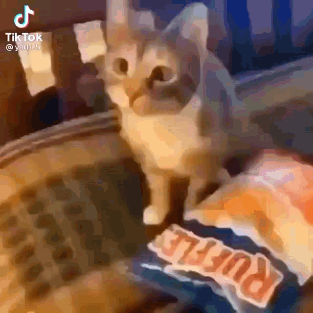 Cat Scratch Bag GIF - Cat Scratch Bag GIFs