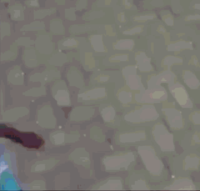 a blurry picture of a person 's head with a blue shirt on .