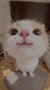 a close up of a cat with a pink nose