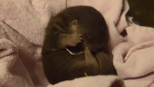 Newborn Otter GIF - Otter Baby Newborn GIFs