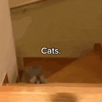 a cat is walking down a set of stairs with the words " cats " on the wall behind it