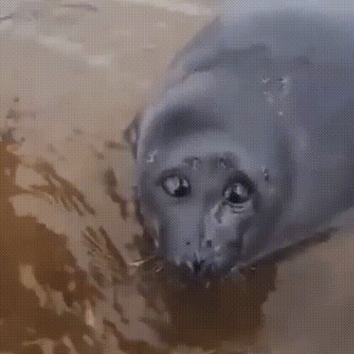a seal is laying on the sand on the beach looking at the camera .