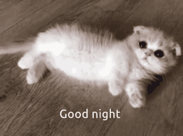Cat Cute GIF - Cat Cute Good Night GIFs