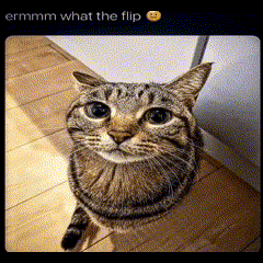 Eerm What The Flip GIF