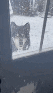 a dog is looking out of a window at snow falling .
