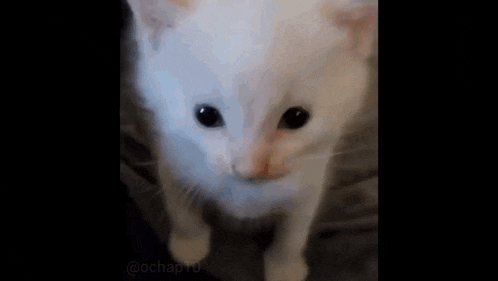 a white kitten with black eyes is standing on a bed and looking at the camera .