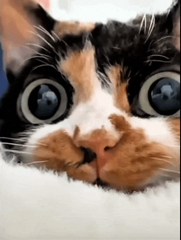 a close up of a cat 's face with big blue eyes