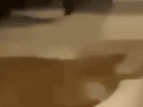 a close up of a dog 's tail while standing on a white surface .