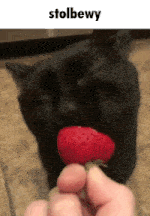 a black cat is eating a strawberry in front of a person holding a strawberry .