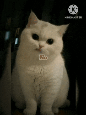 a white cat with the word no written on its face