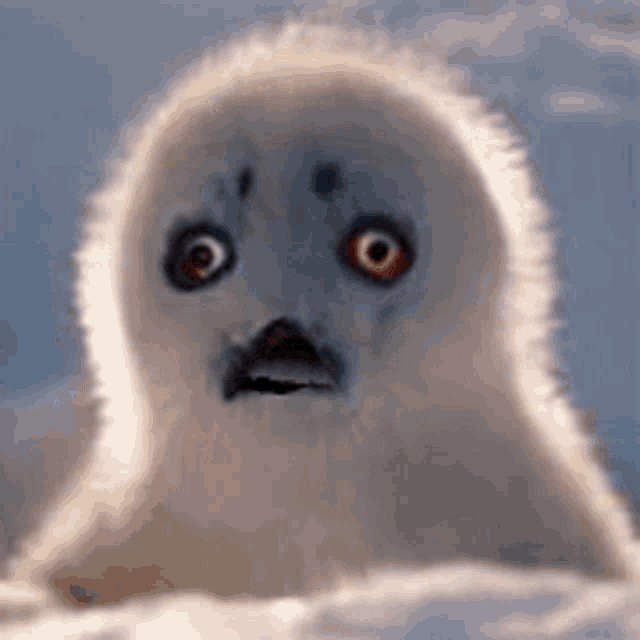Scary Seal Scary GIF - Scary Seal Scary Spooky GIFs