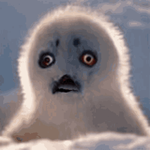 a baby seal with a surprised look on its face .