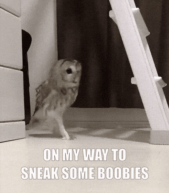an owl standing in front of a ladder with the words on my way to sneak some boobies below it