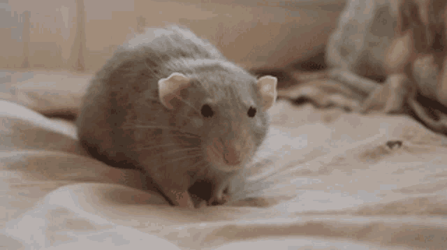 a small grey rat is sitting on a bed looking at the camera