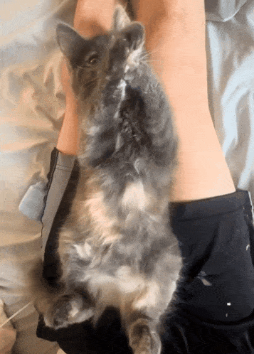 a fluffy cat laying on a person 's leg