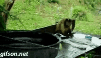a monkey is sitting on top of a trash can with a gif on the bottom right corner .