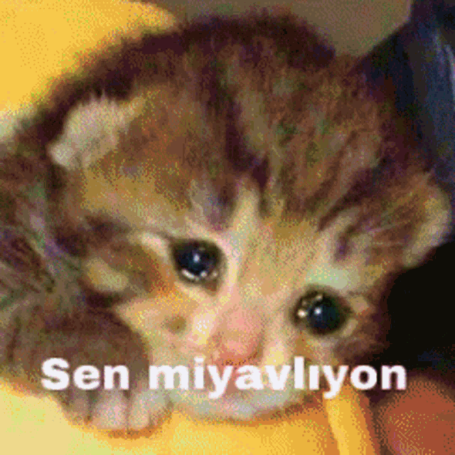 a picture of a kitten with the words sen miyavliyon written on it