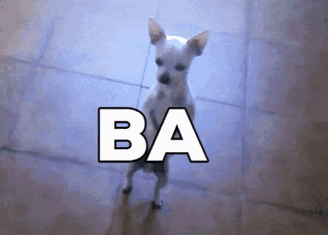 a small white dog is standing on its hind legs with the word ba behind it