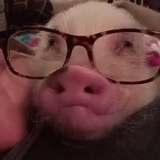 Pig Funny Animals GIF