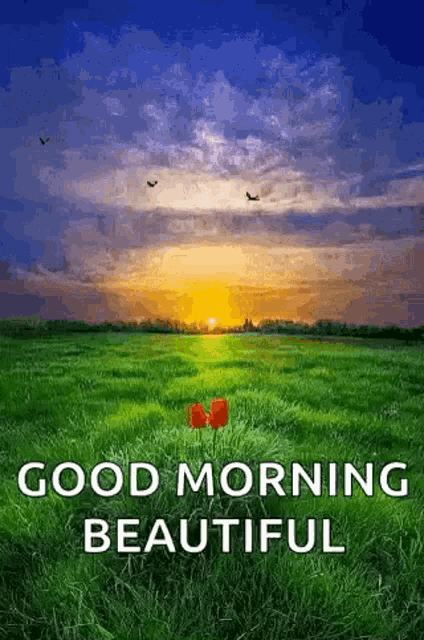 Good Morning Sunrise GIF - Good Morning Sunrise Flowers GIFs