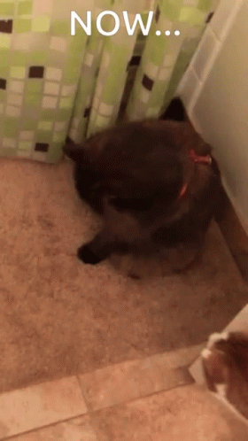 Catkiss Cute GIF - Catkiss Cute Funny Animals GIFs