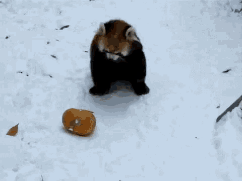 a red panda is playing with a pumpkin in the snow ..