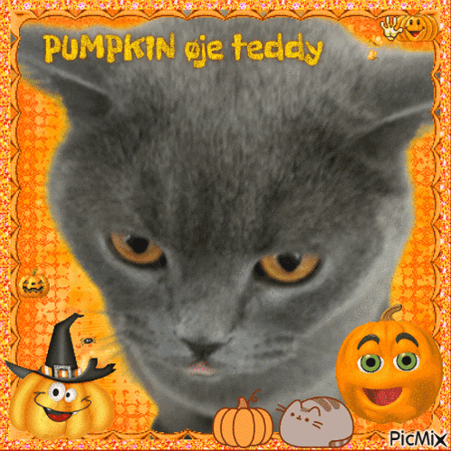 a picture of a cat with the words pumpkin oje teddy