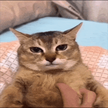 a cat is sitting on a bed with a person petting it 's belly .