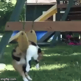 Cat Swing Klesicna GIF