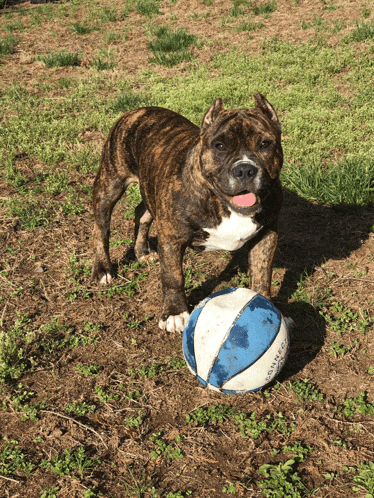 a brown and white dog standing next to a ball that says spalding on it