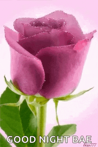 a purple rose with the words `` good night bae '' written on it