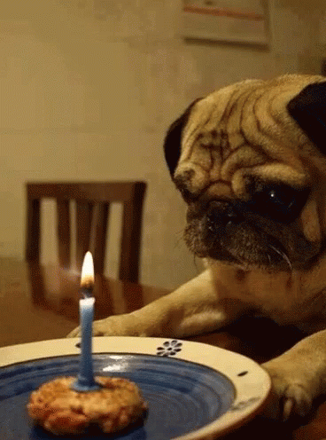 Pug Happy Birthday GIF - Pug Happy Birthday Forever Alone GIFs