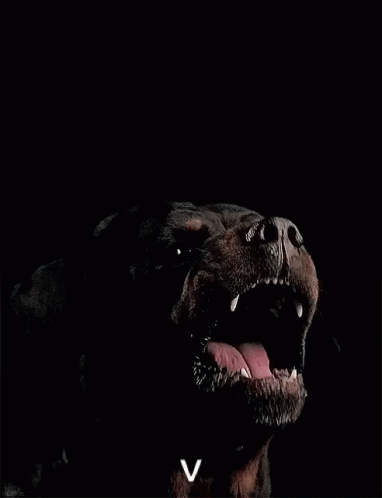 Rottweiler Bark GIF - Rottweiler Bark Fang GIFs