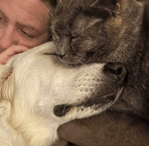 a dog and a cat laying on a couch