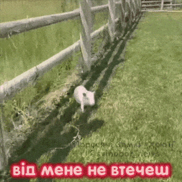 a picture of a pig in a field with the words " від мене не втечеш "