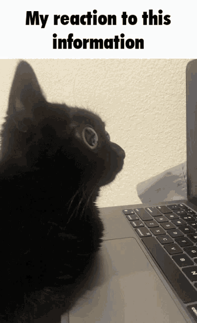 Jinx The Cat My Reaction To That Information GIF - Jinx The Cat Jinx Cat GIFs