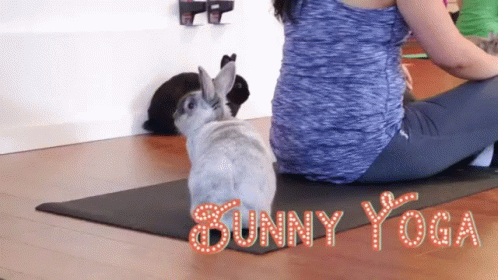 Yoga Bunny Yoga GIF - Yoga Bunny Yoga Rabbit GIFs