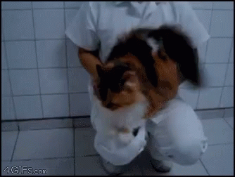 Kitty Plays Drums Cat Plays Drums GIF - Kitty Plays Drums Cat Plays Drums Kitty Gif GIFs