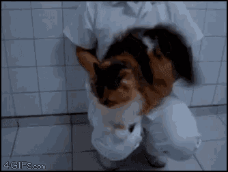 a person is holding a cat in their arms with a 4gifs.com watermark on the bottom