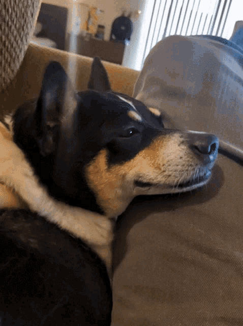 a dog is laying on a couch with its head on a pillow