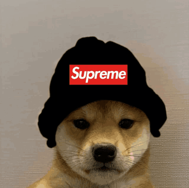 a dog wearing a black supreme hat looks at the camera