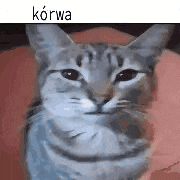 a cat is sitting on a pink pillow and looking at the camera with a serious look on its face .